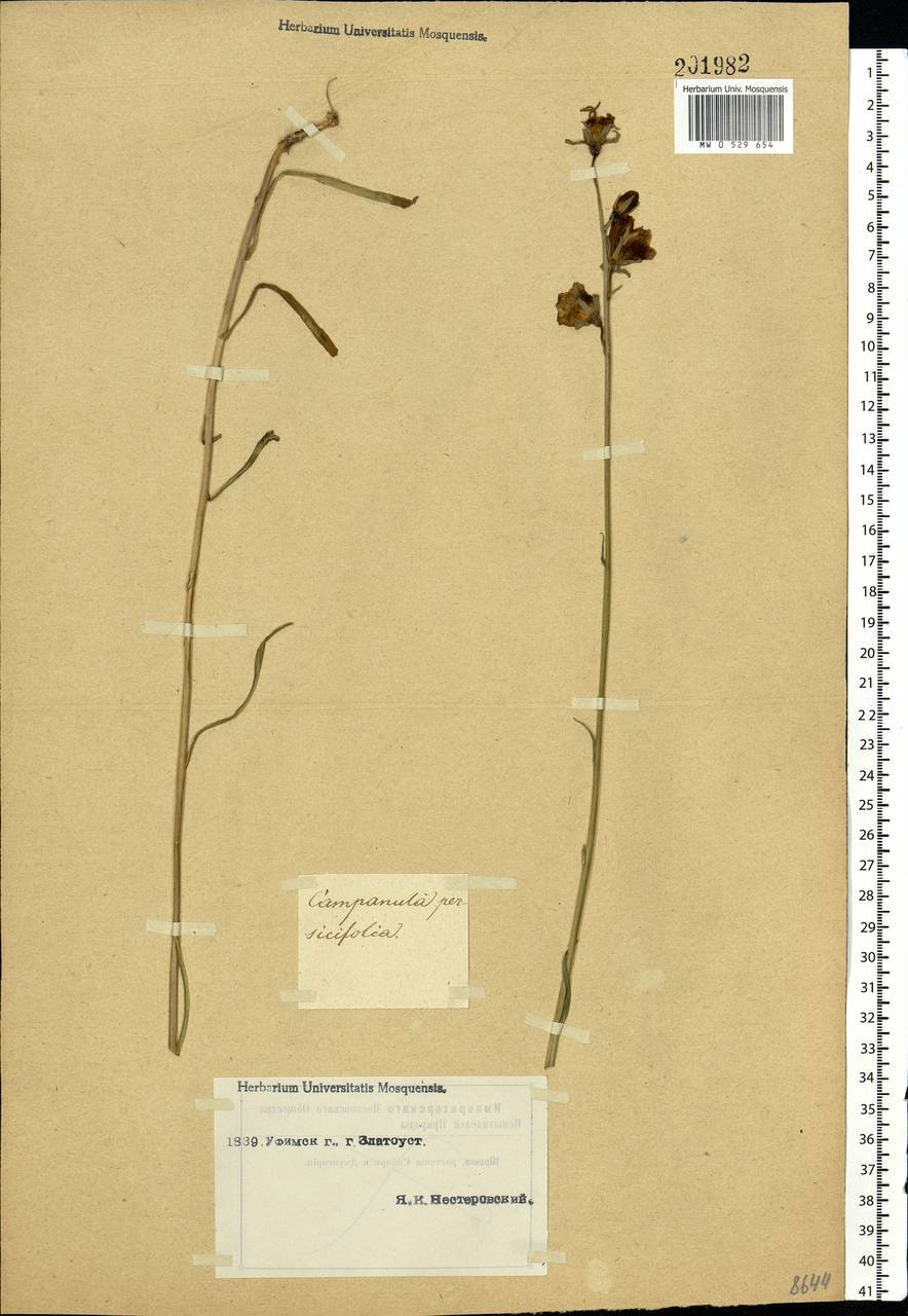 Campanula persicifolia L., Eastern Europe, Eastern region (E10) (Russia)