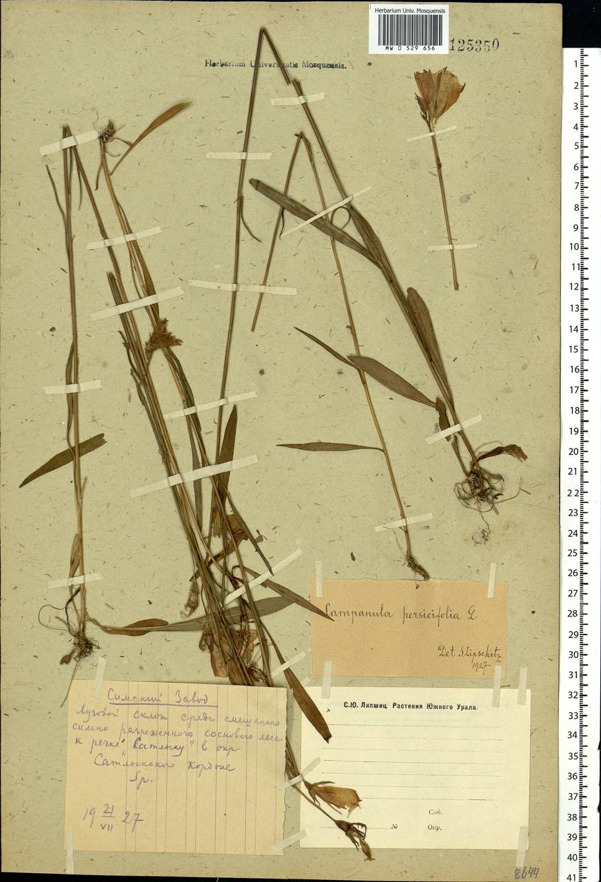 Campanula persicifolia L., Eastern Europe, Eastern region (E10) (Russia)