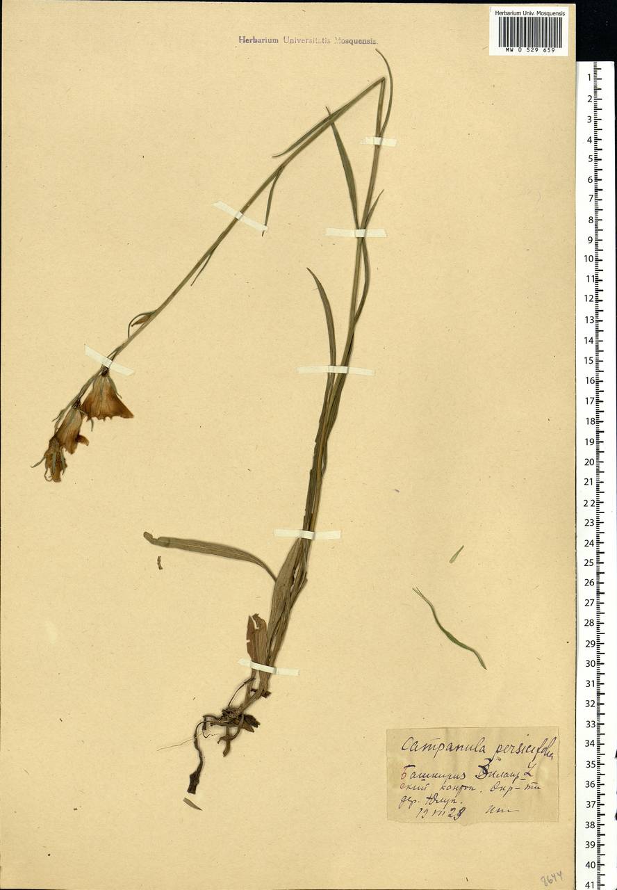 Campanula persicifolia L., Eastern Europe, Eastern region (E10) (Russia)