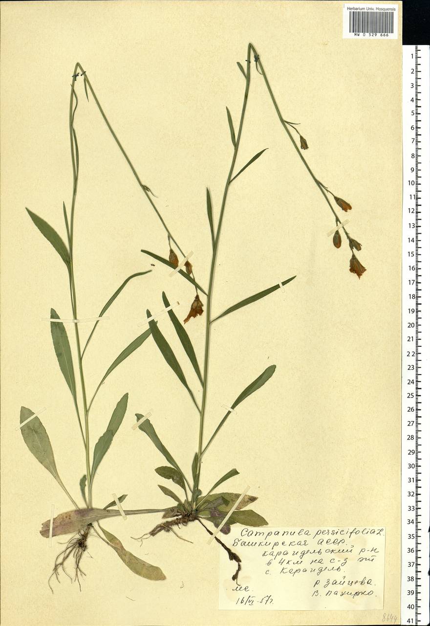 Campanula persicifolia L., Eastern Europe, Eastern region (E10) (Russia)