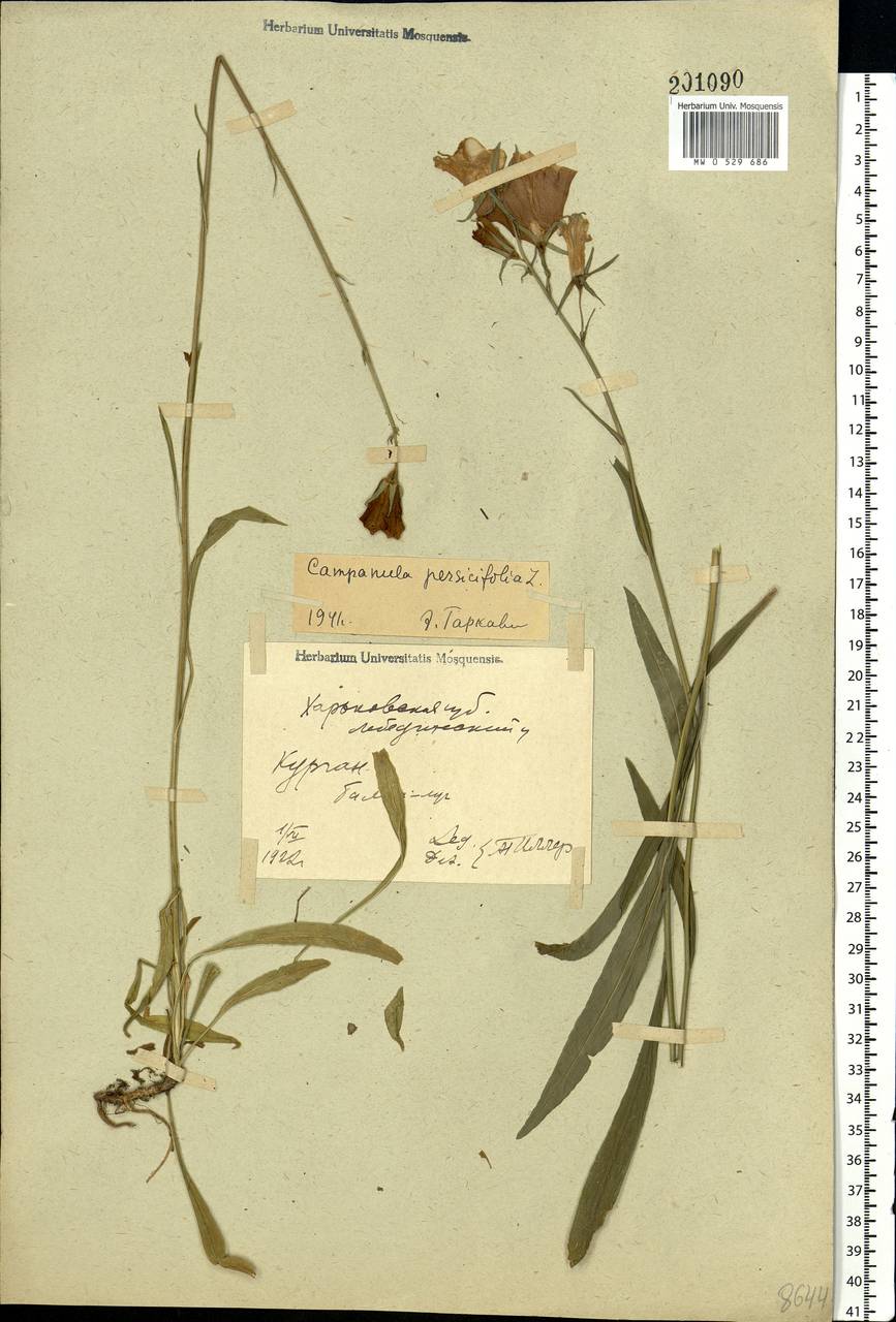 Campanula persicifolia L., Eastern Europe, North Ukrainian region (E11) (Ukraine)