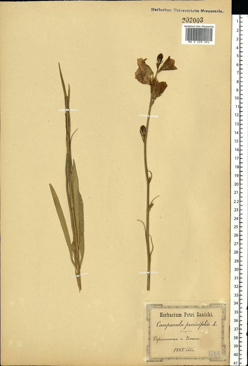 Campanula persicifolia L., Eastern Europe, North Ukrainian region (E11) (Ukraine)