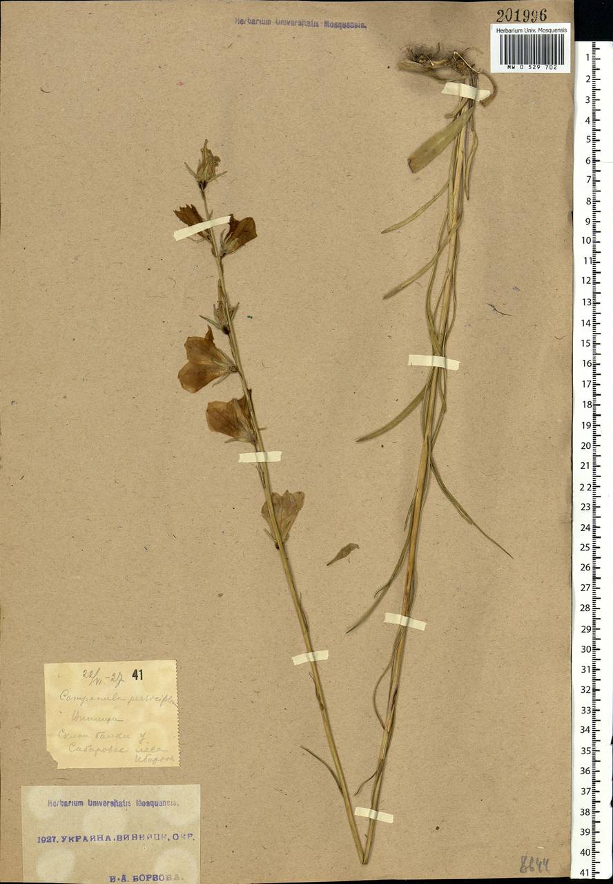Campanula persicifolia L., Eastern Europe, South Ukrainian region (E12) (Ukraine)