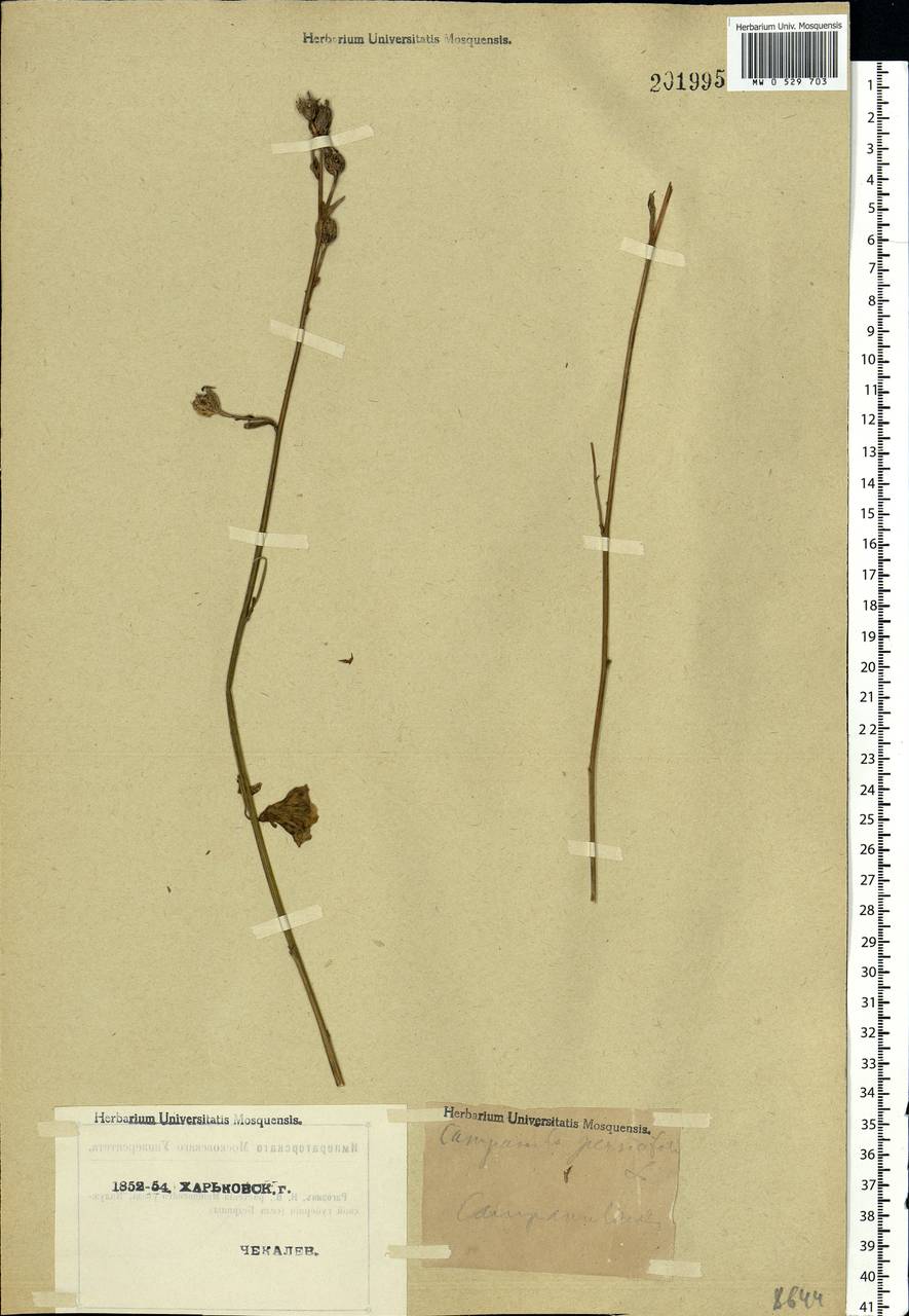 Campanula persicifolia L., Eastern Europe, North Ukrainian region (E11) (Ukraine)