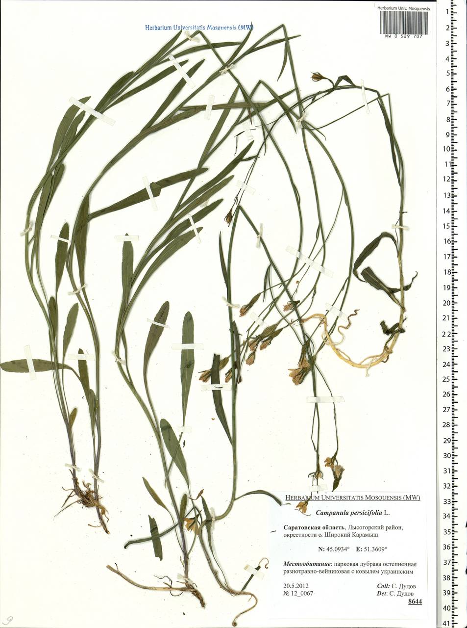 Campanula persicifolia L., Eastern Europe, Lower Volga region (E9) (Russia)