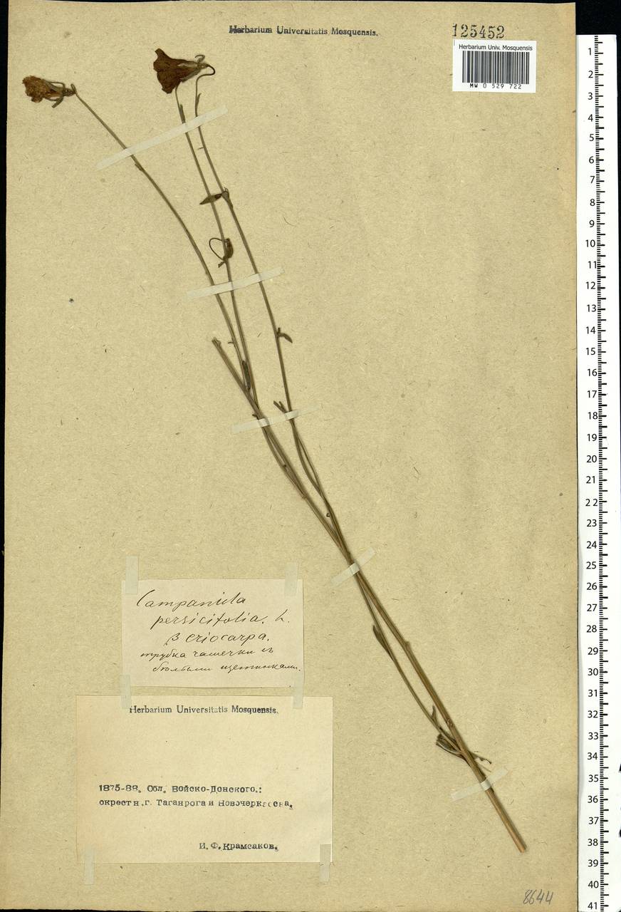 Campanula persicifolia L., Eastern Europe, Rostov Oblast (E12a) (Russia)