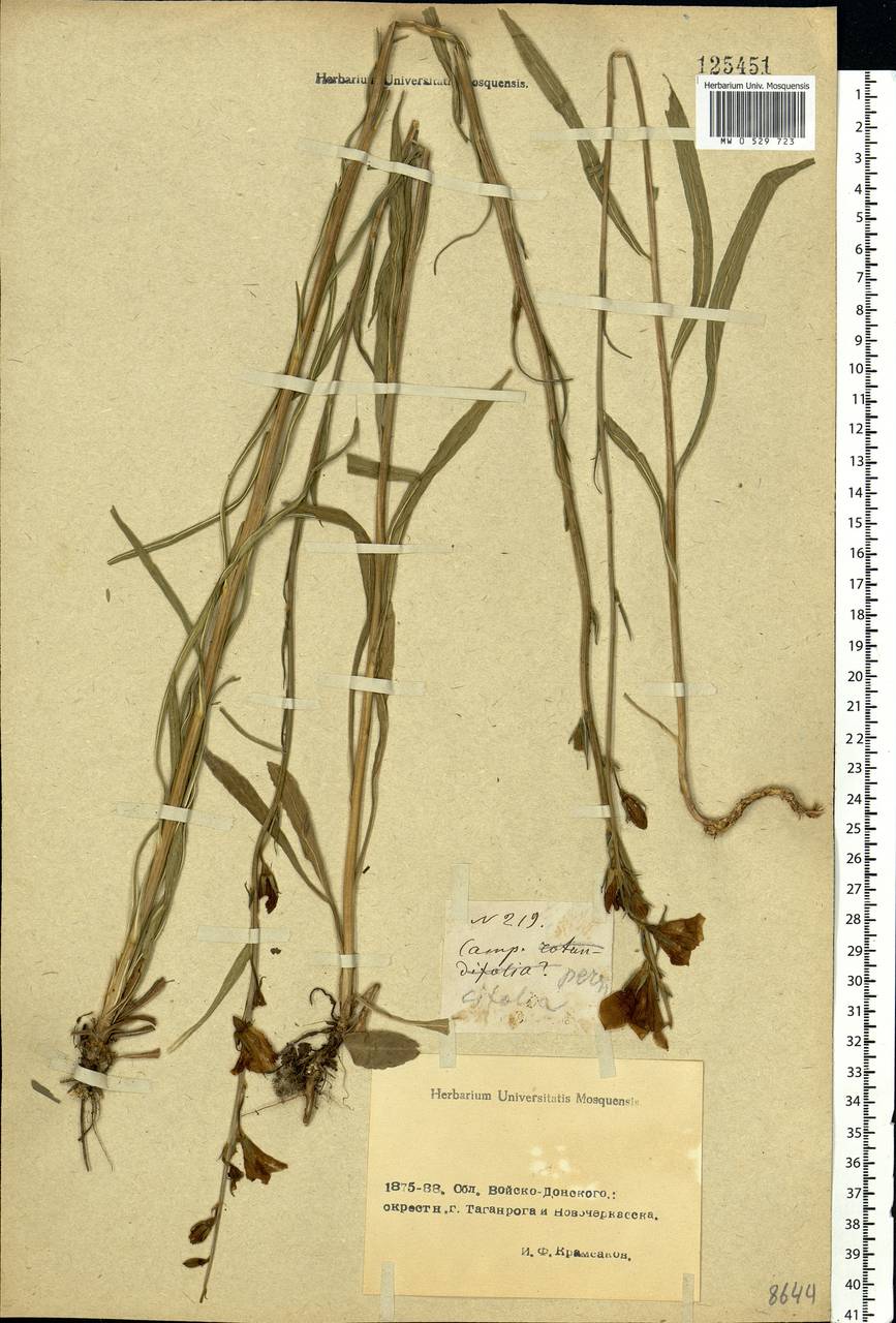 Campanula persicifolia L., Eastern Europe, Rostov Oblast (E12a) (Russia)