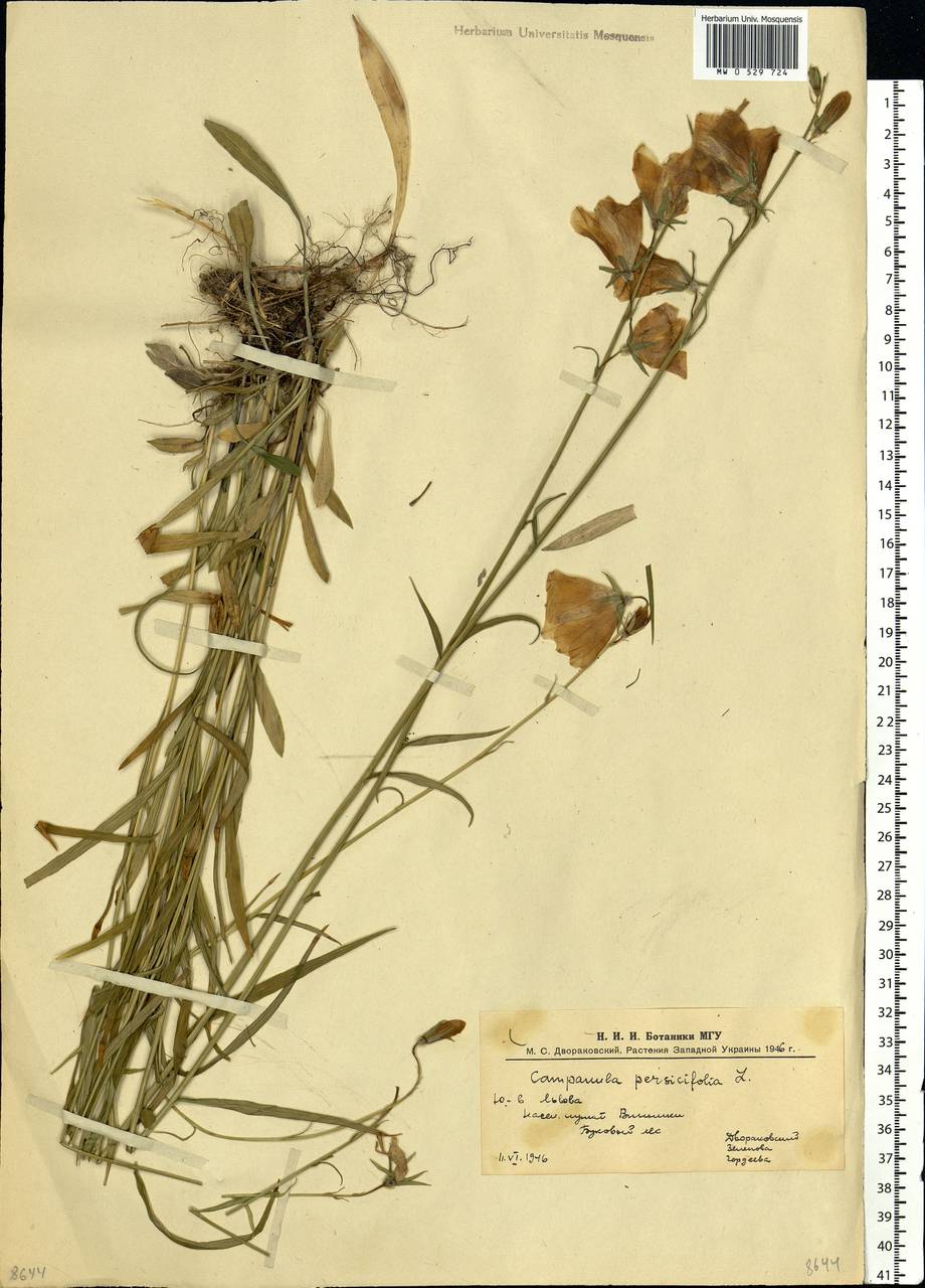 Campanula persicifolia L., Eastern Europe, West Ukrainian region (E13) (Ukraine)