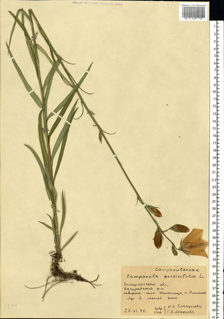Campanula persicifolia L., Eastern Europe, West Ukrainian region (E13) (Ukraine)