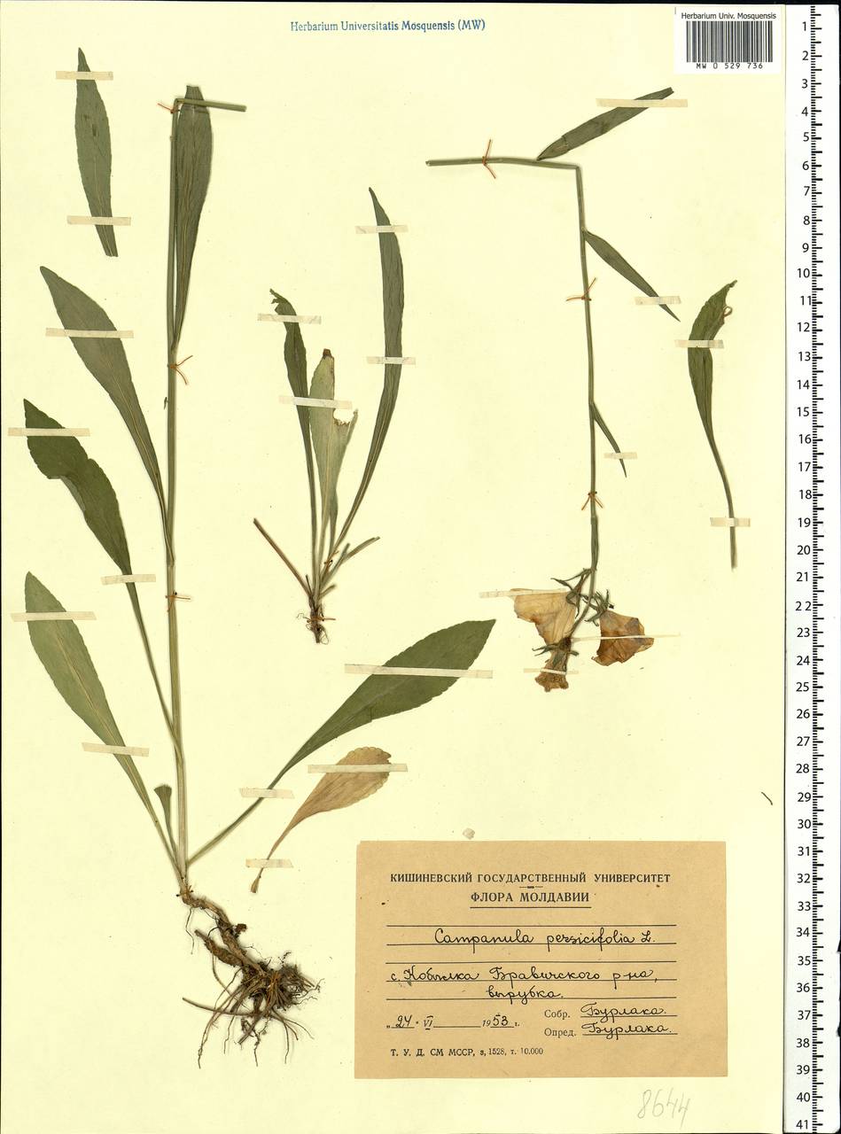 Campanula persicifolia L., Eastern Europe, Moldova (E13a) (Moldova)