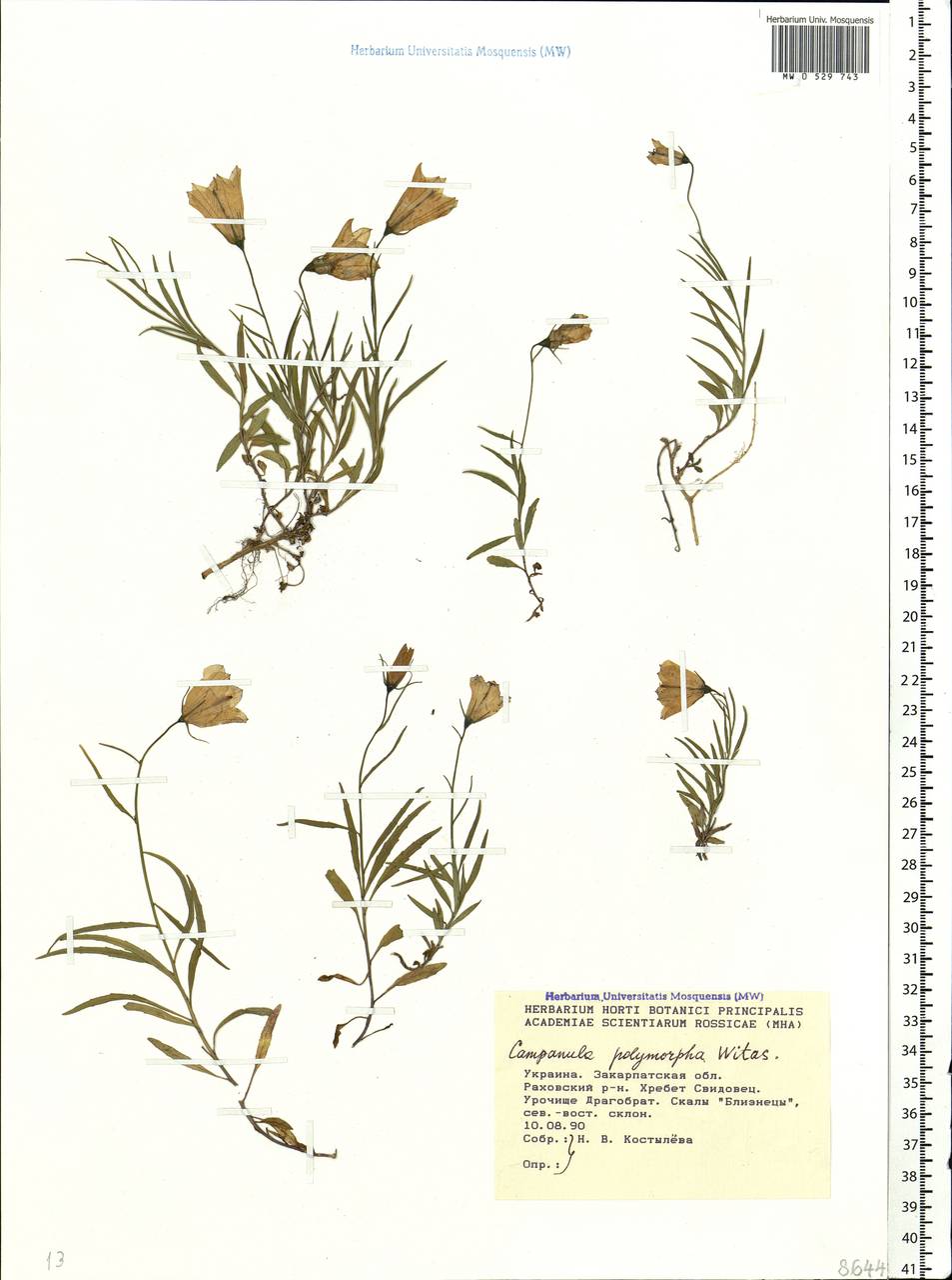 Campanula tatrae subsp. tatrae, Eastern Europe, West Ukrainian region (E13) (Ukraine)