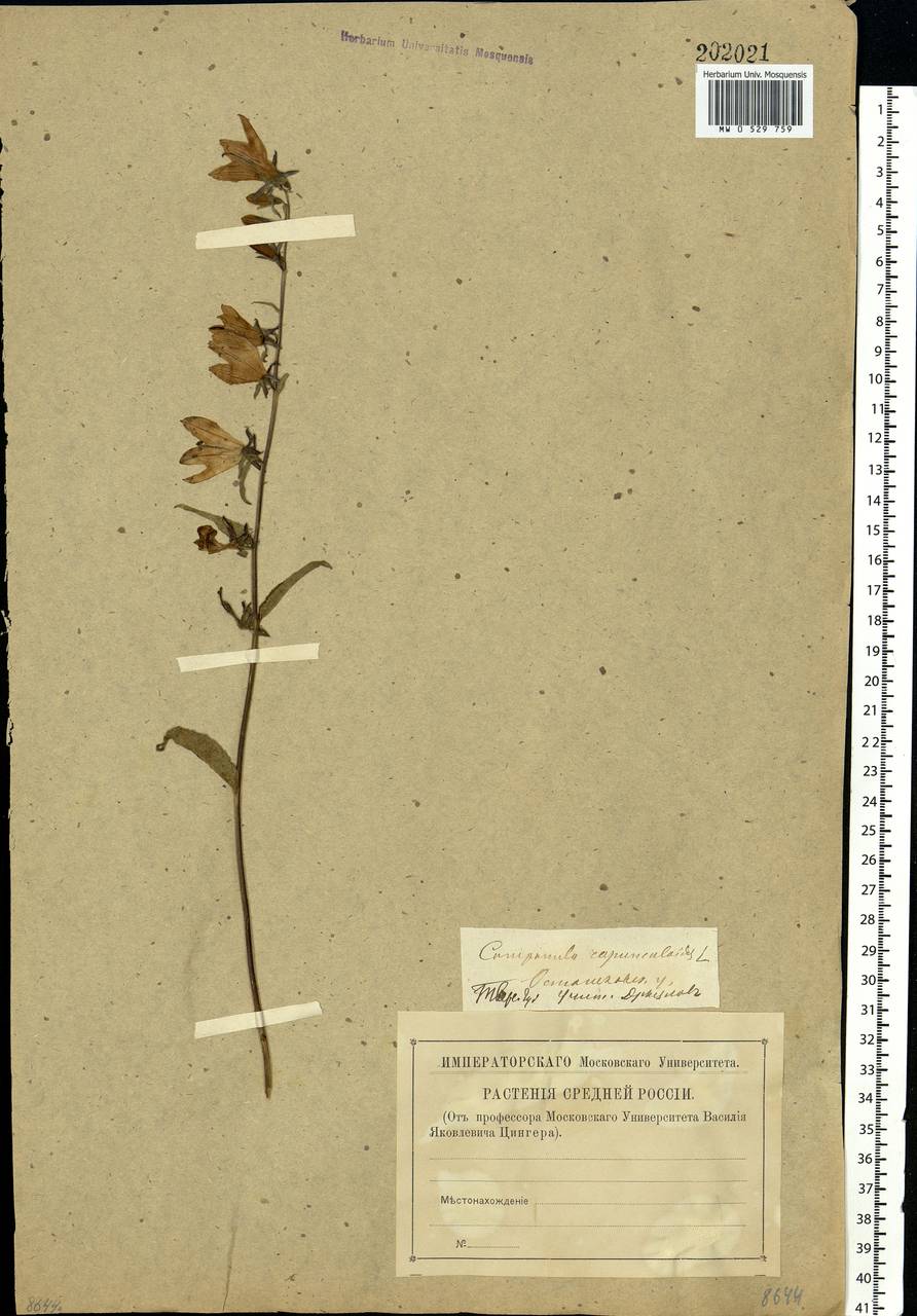 Campanula rapunculoides L., Eastern Europe, North-Western region (E2) (Russia)