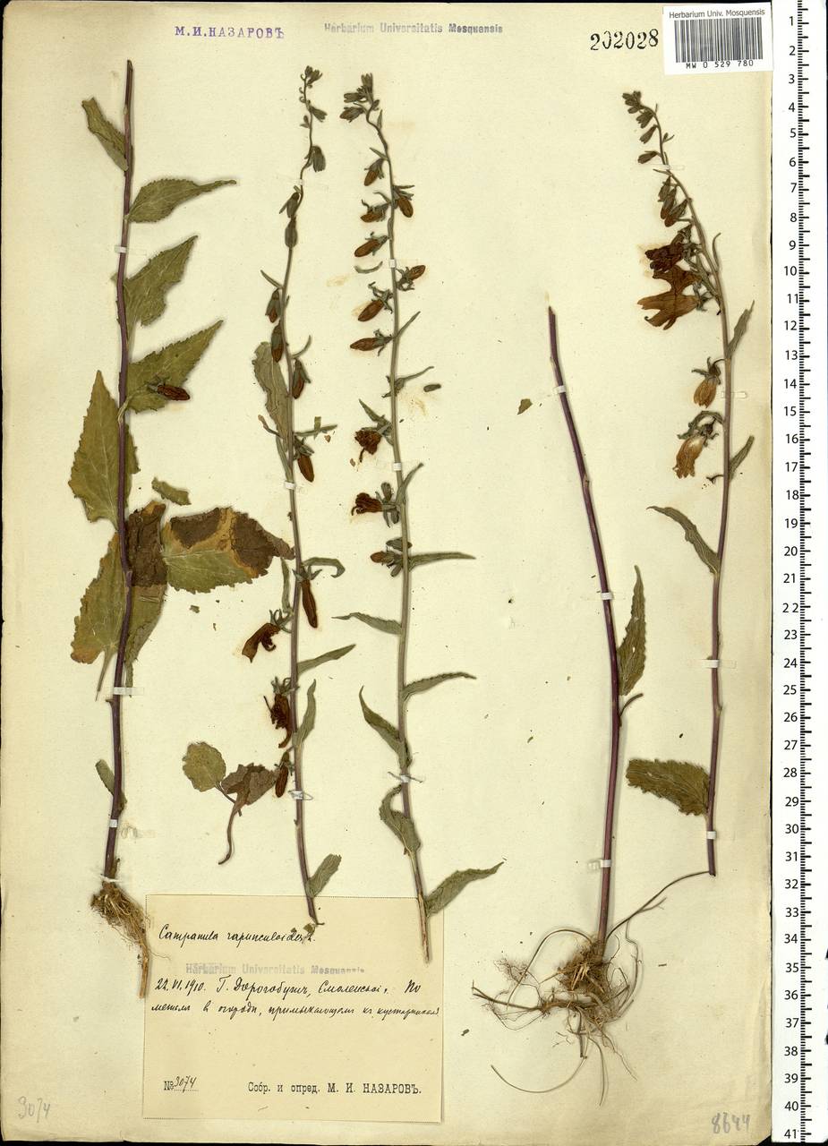 Campanula rapunculoides L., Eastern Europe, Western region (E3) (Russia)