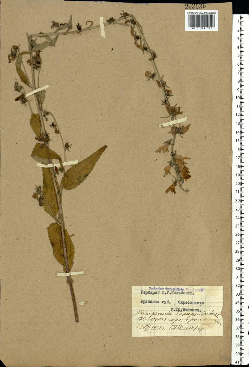 Campanula rapunculoides L., Eastern Europe, Western region (E3) (Russia)
