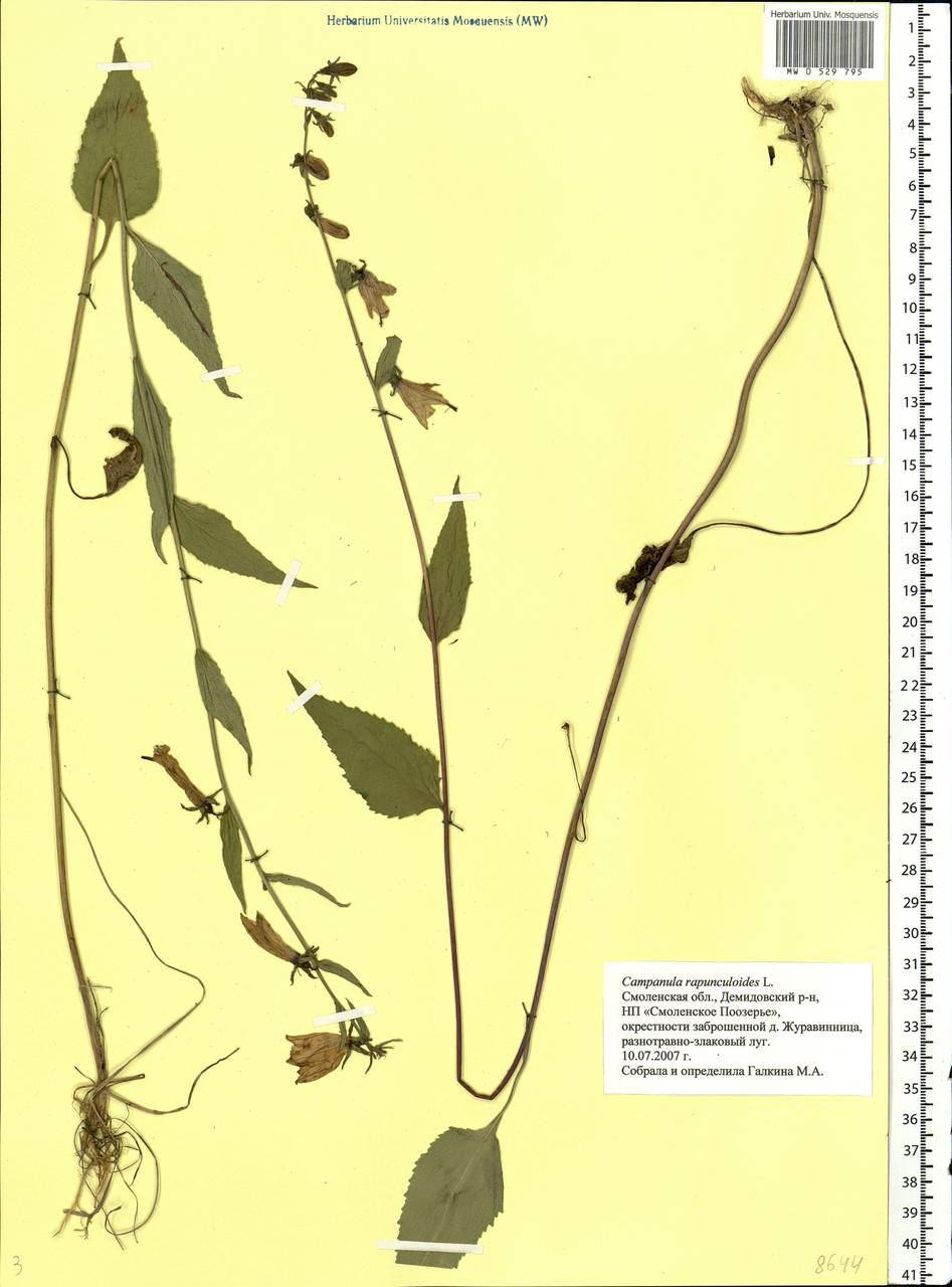 Campanula rapunculoides L., Eastern Europe, Western region (E3) (Russia)