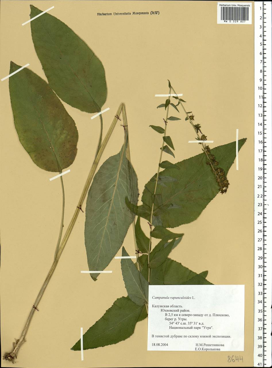 Campanula rapunculoides L., Eastern Europe, Central region (E4) (Russia)