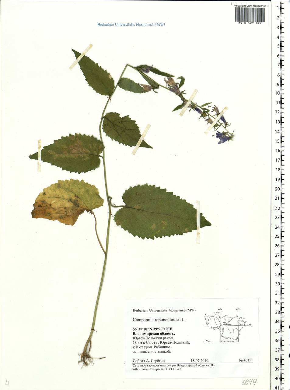 Campanula rapunculoides L., Eastern Europe, Central region (E4) (Russia)
