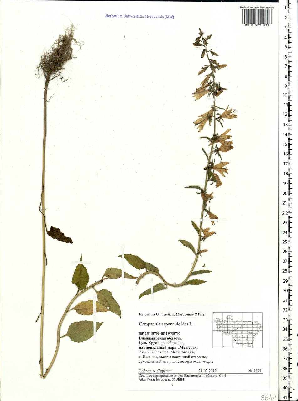 Campanula rapunculoides L., Eastern Europe, Central region (E4) (Russia)