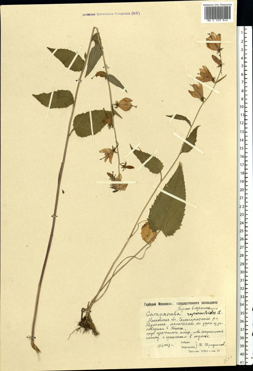 Campanula rapunculoides L., Eastern Europe, Moscow region (E4a) (Russia)