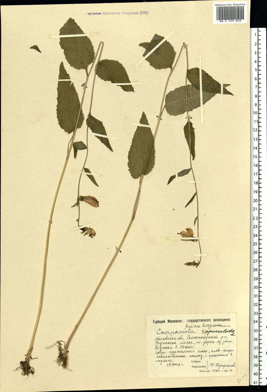 Campanula rapunculoides L., Eastern Europe, Moscow region (E4a) (Russia)