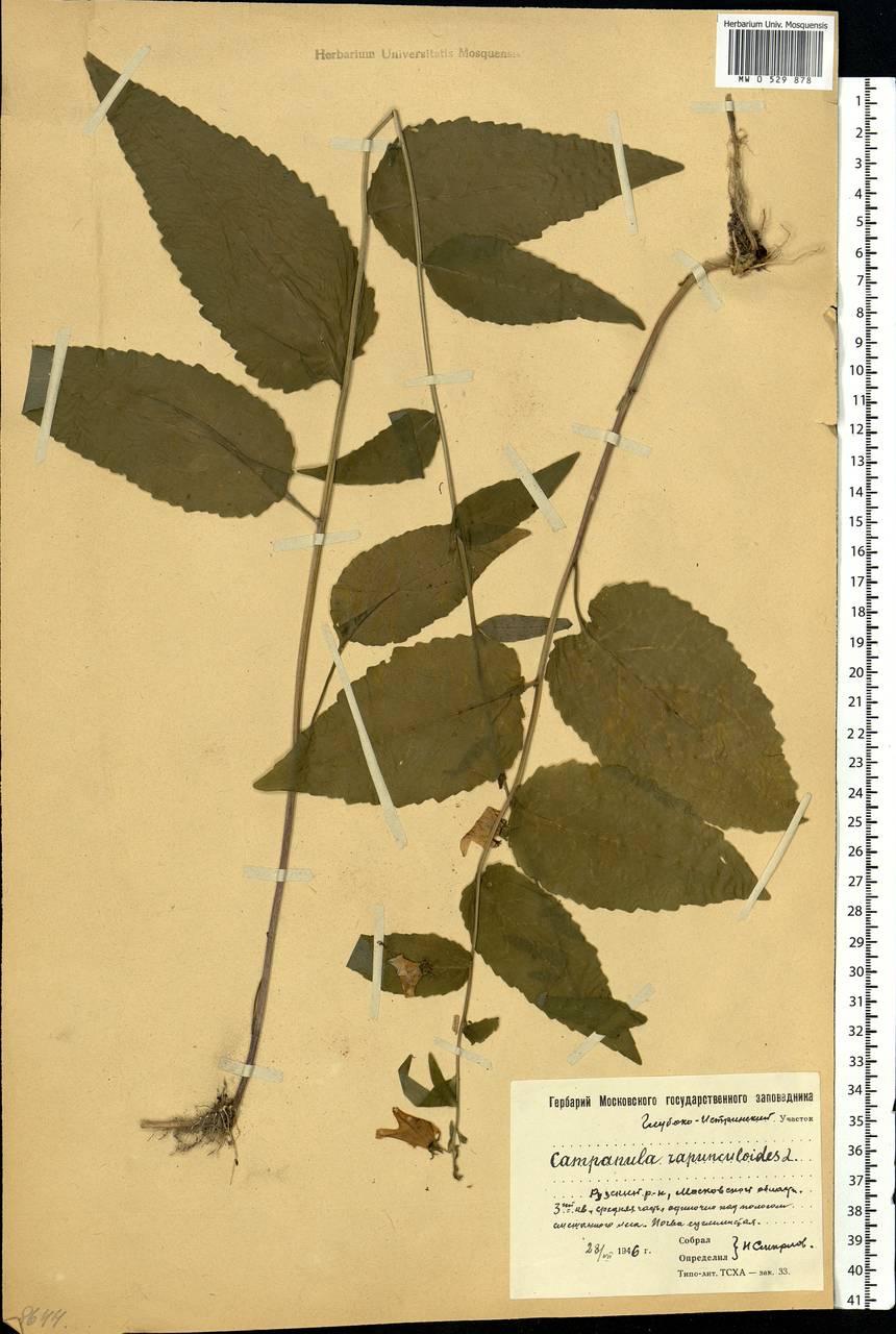 Campanula rapunculoides L., Eastern Europe, Moscow region (E4a) (Russia)