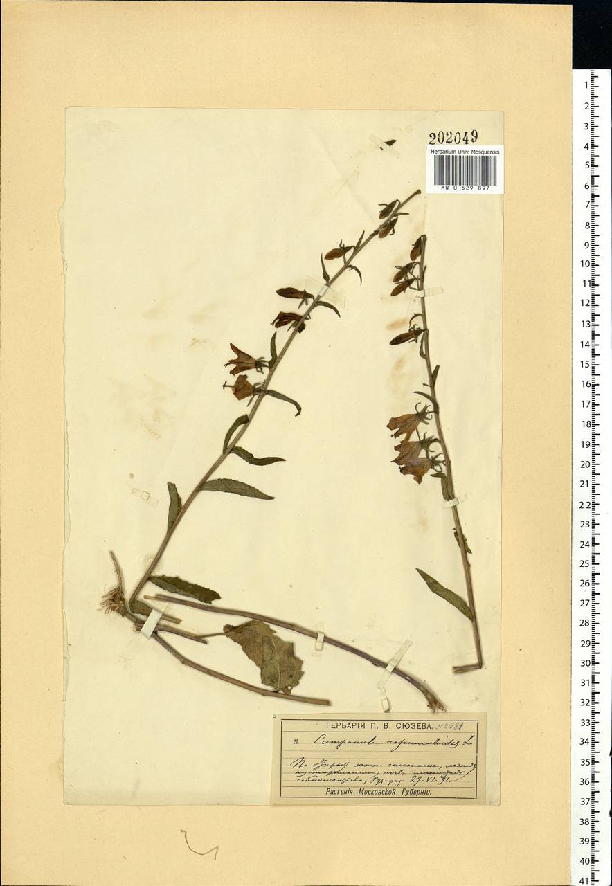 Campanula rapunculoides L., Eastern Europe, Moscow region (E4a) (Russia)