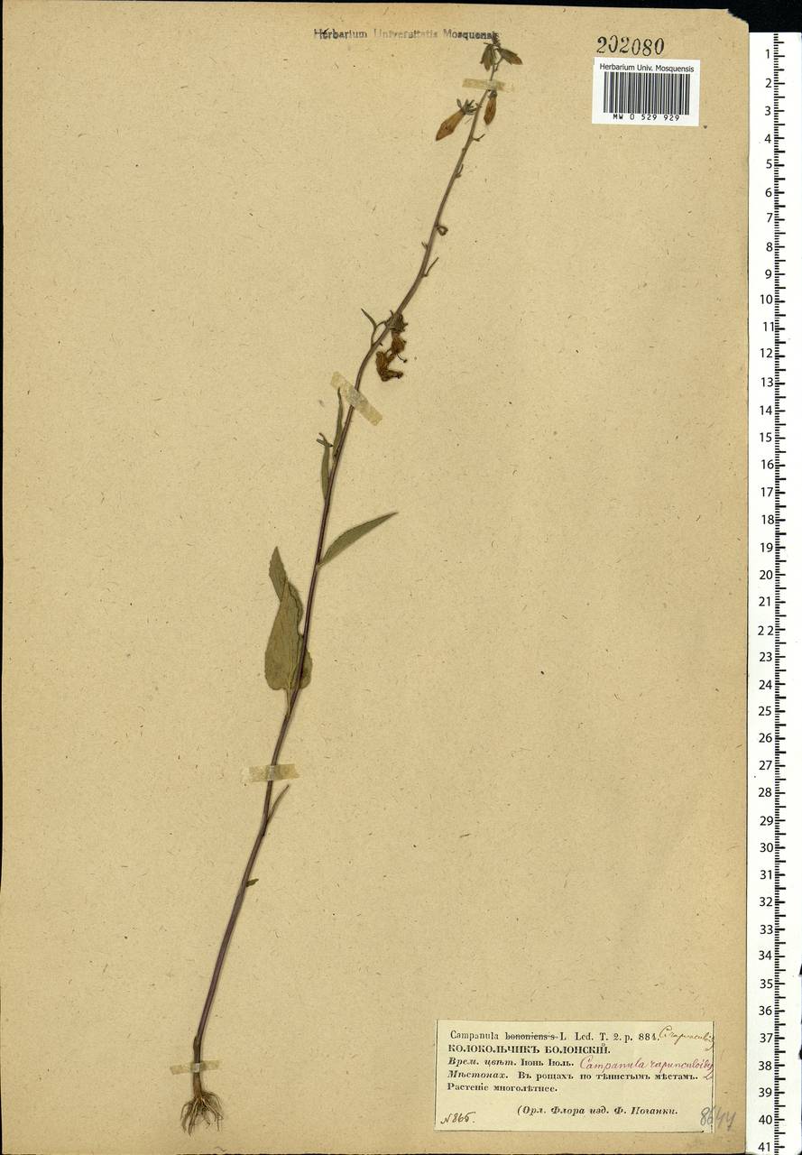 Campanula rapunculoides L., Eastern Europe, Central forest-and-steppe region (E6) (Russia)