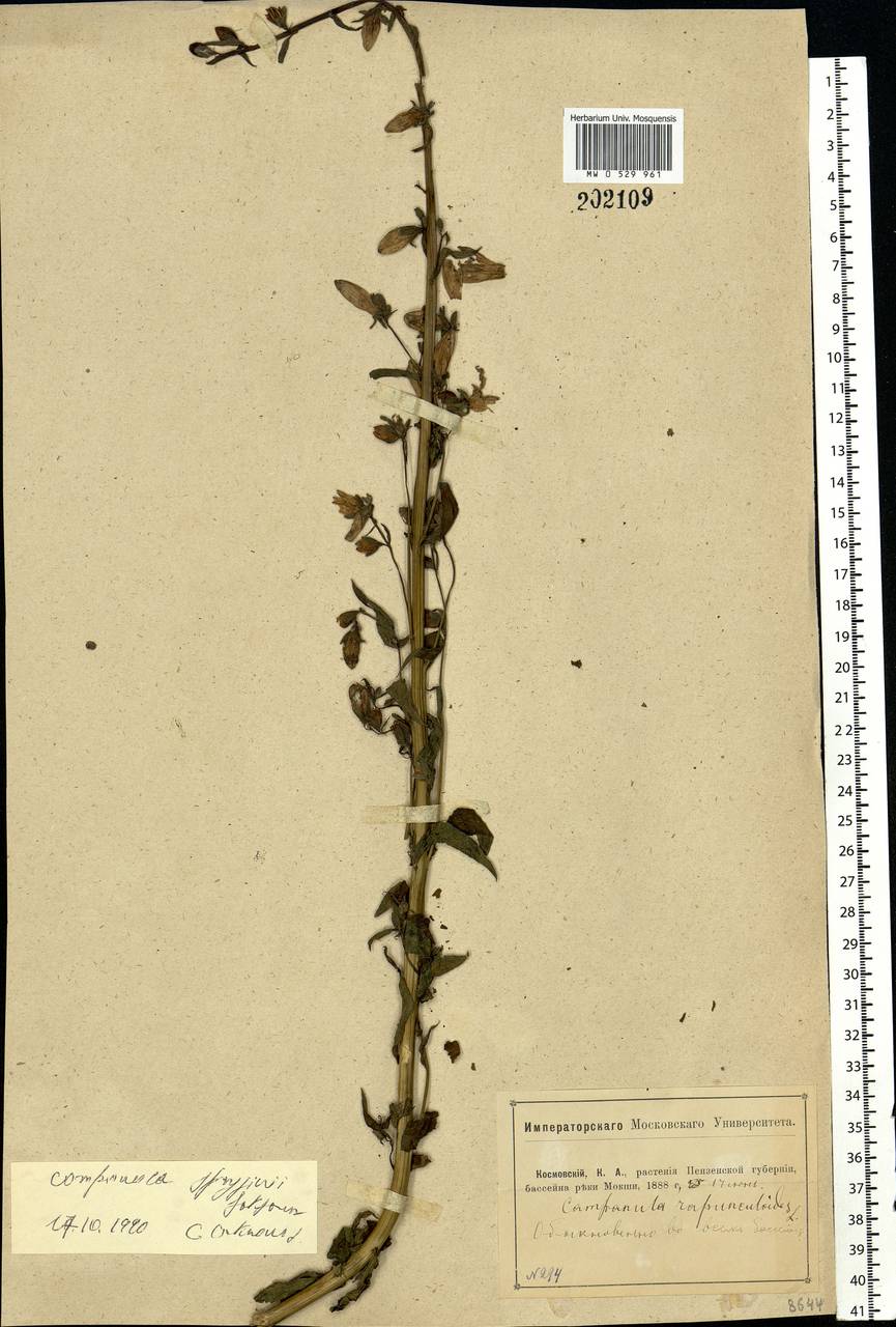 Campanula rapunculoides L., Eastern Europe, Middle Volga region (E8) (Russia)