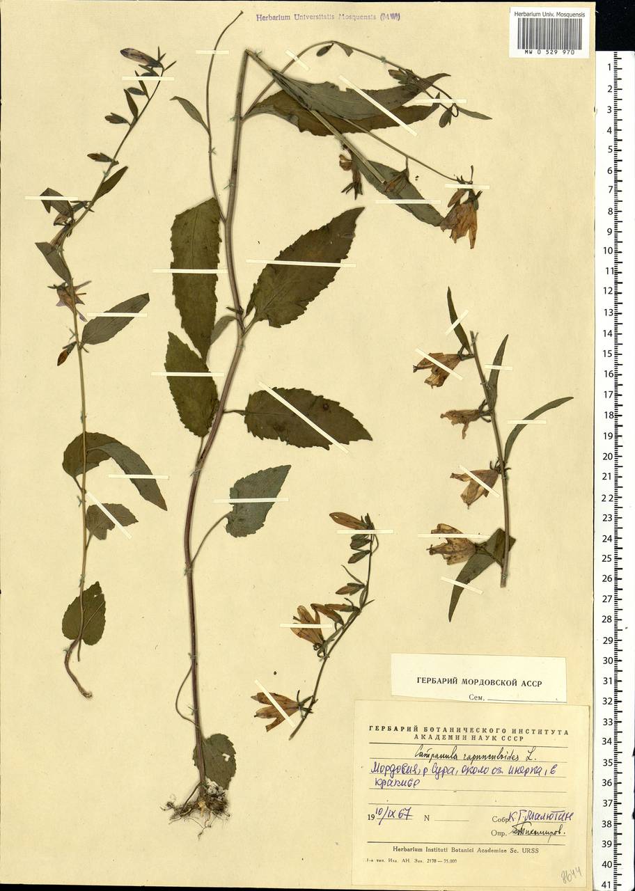 Campanula rapunculoides L., Eastern Europe, Middle Volga region (E8) (Russia)