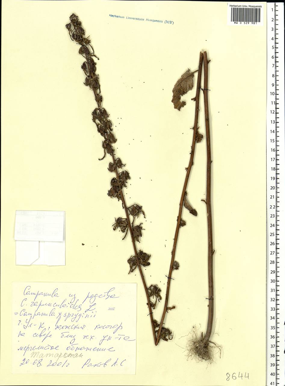 Campanula rapunculoides L., Eastern Europe, Middle Volga region (E8) (Russia)