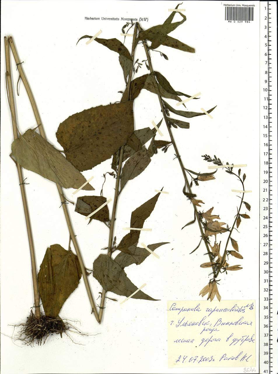 Campanula rapunculoides L., Eastern Europe, Middle Volga region (E8) (Russia)