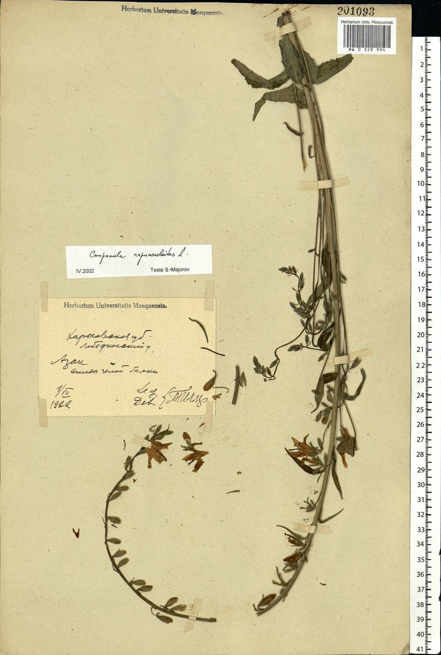 Campanula rapunculoides L., Eastern Europe, North Ukrainian region (E11) (Ukraine)