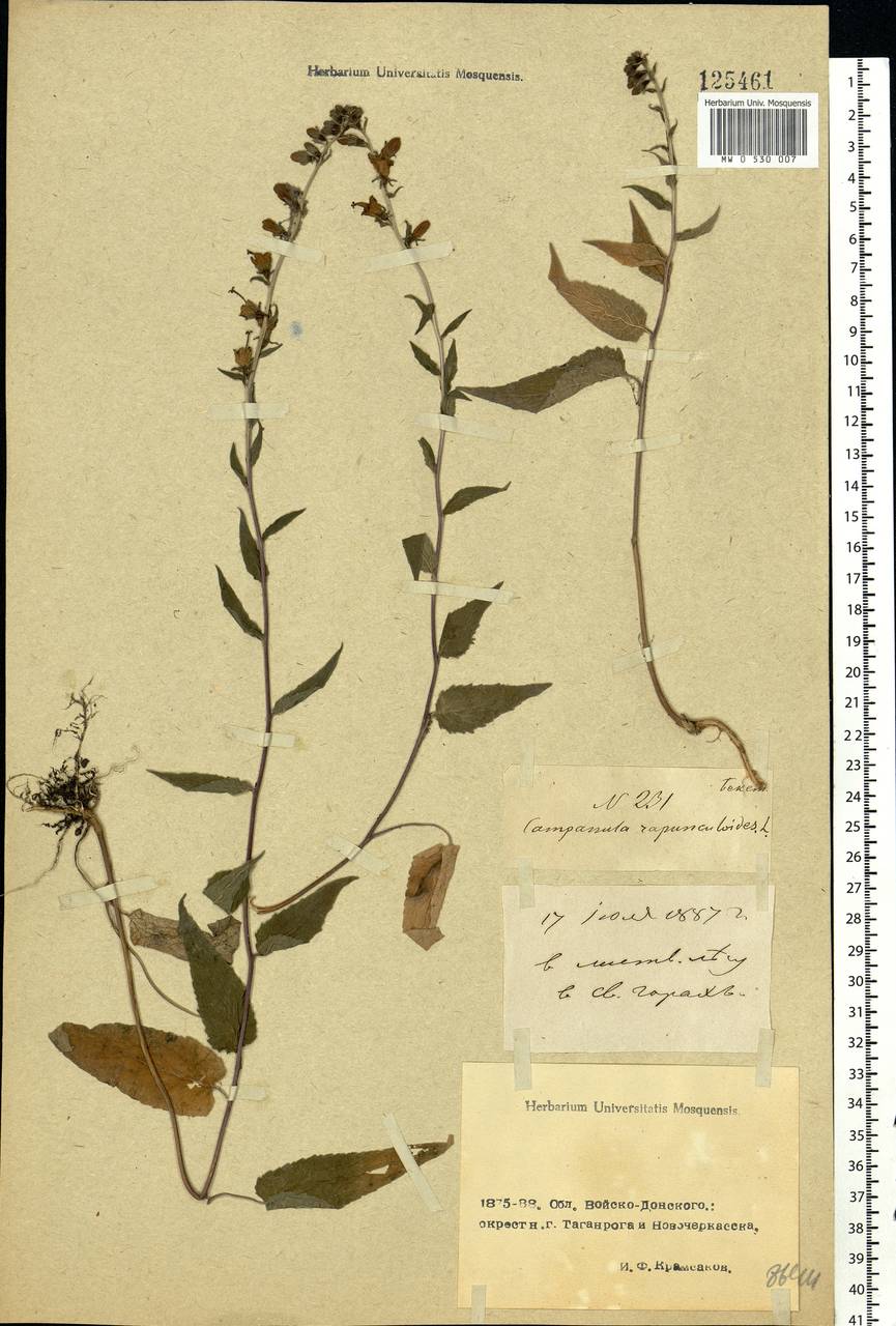 Campanula rapunculoides L., Eastern Europe, South Ukrainian region (E12) (Ukraine)