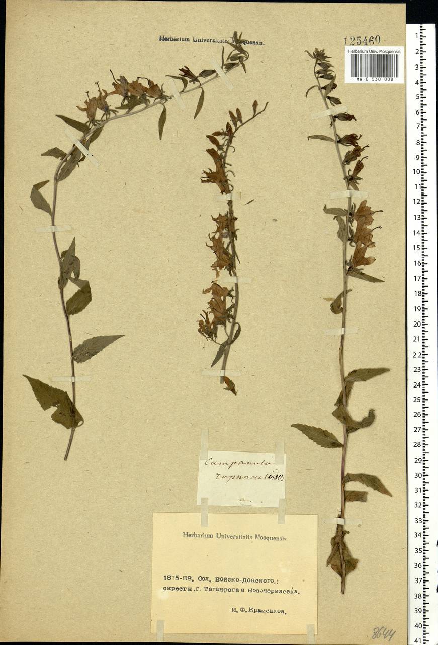 Campanula rapunculoides L., Eastern Europe, Rostov Oblast (E12a) (Russia)
