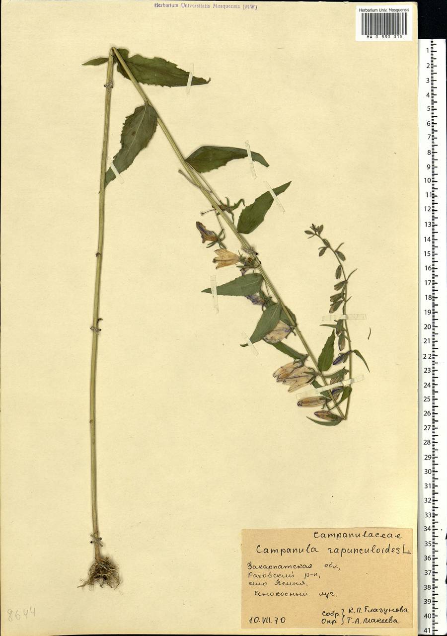Campanula rapunculoides L., Eastern Europe, West Ukrainian region (E13) (Ukraine)