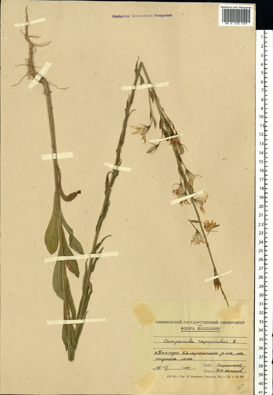 Campanula rapunculus L., Eastern Europe, Moldova (E13a) (Moldova)