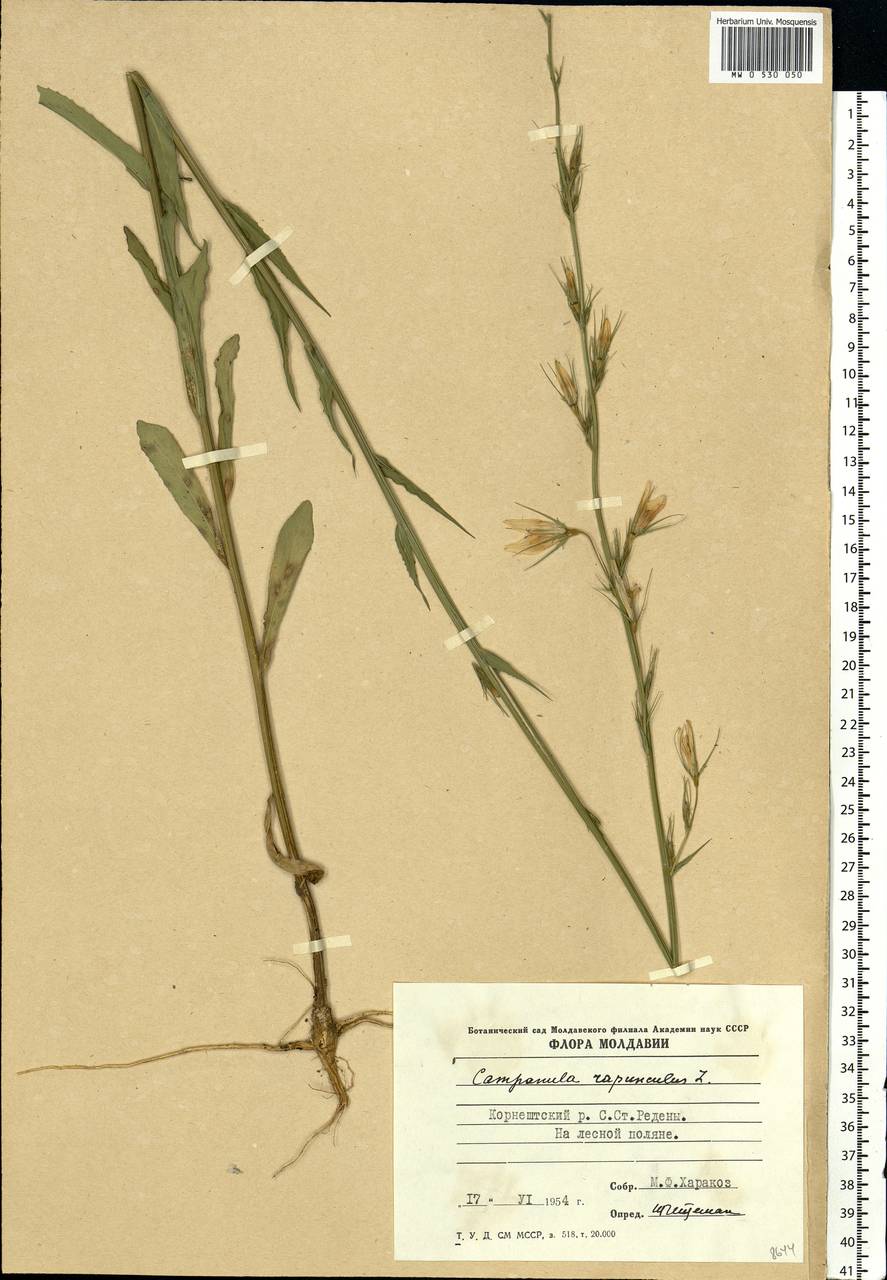 Campanula rapunculus L., Eastern Europe, Moldova (E13a) (Moldova)