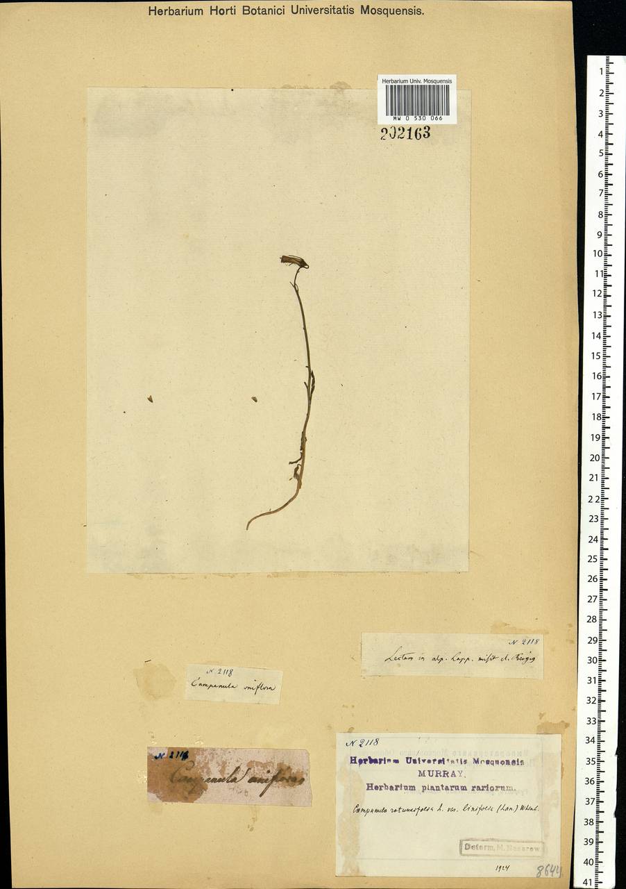 Campanula rotundifolia L., Eastern Europe, Northern region (E1) (Russia)