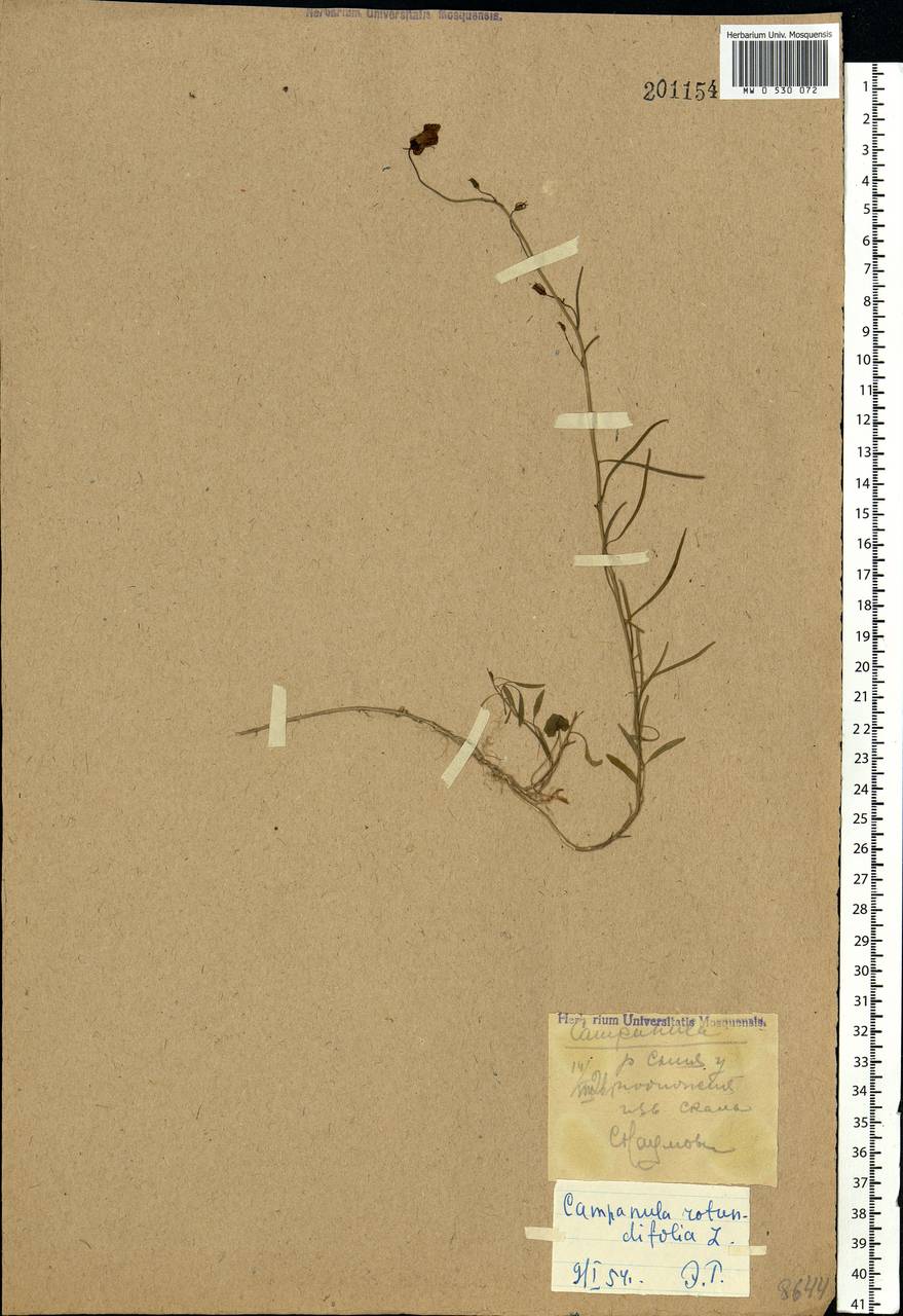 Campanula rotundifolia L., Eastern Europe, Northern region (E1) (Russia)