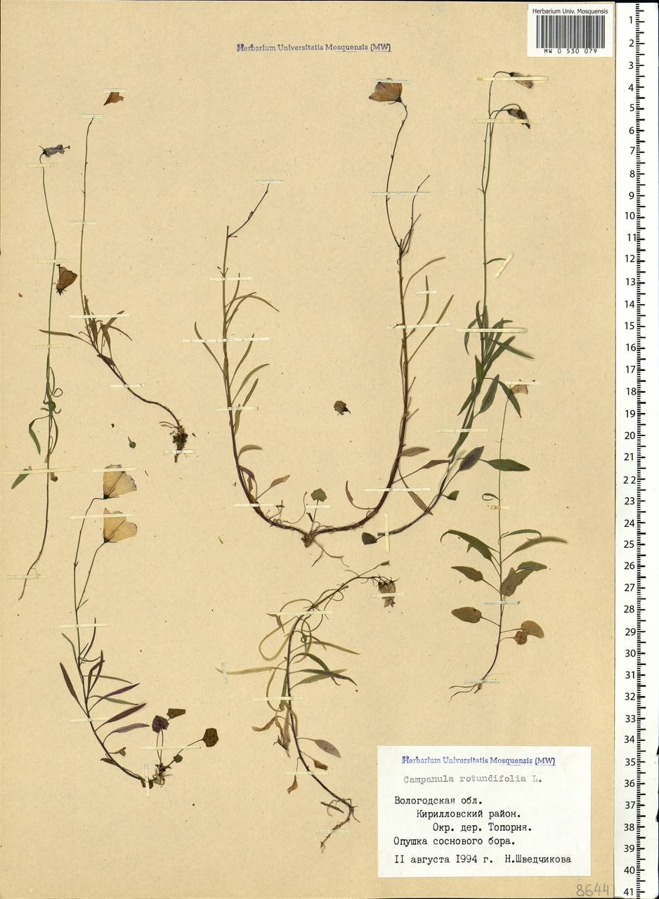 Campanula rotundifolia L., Eastern Europe, Northern region (E1) (Russia)