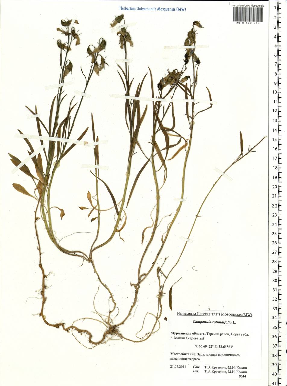 Campanula rotundifolia L., Eastern Europe, Northern region (E1) (Russia)