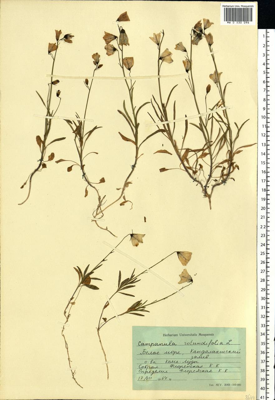 Campanula rotundifolia L., Eastern Europe, Northern region (E1) (Russia)
