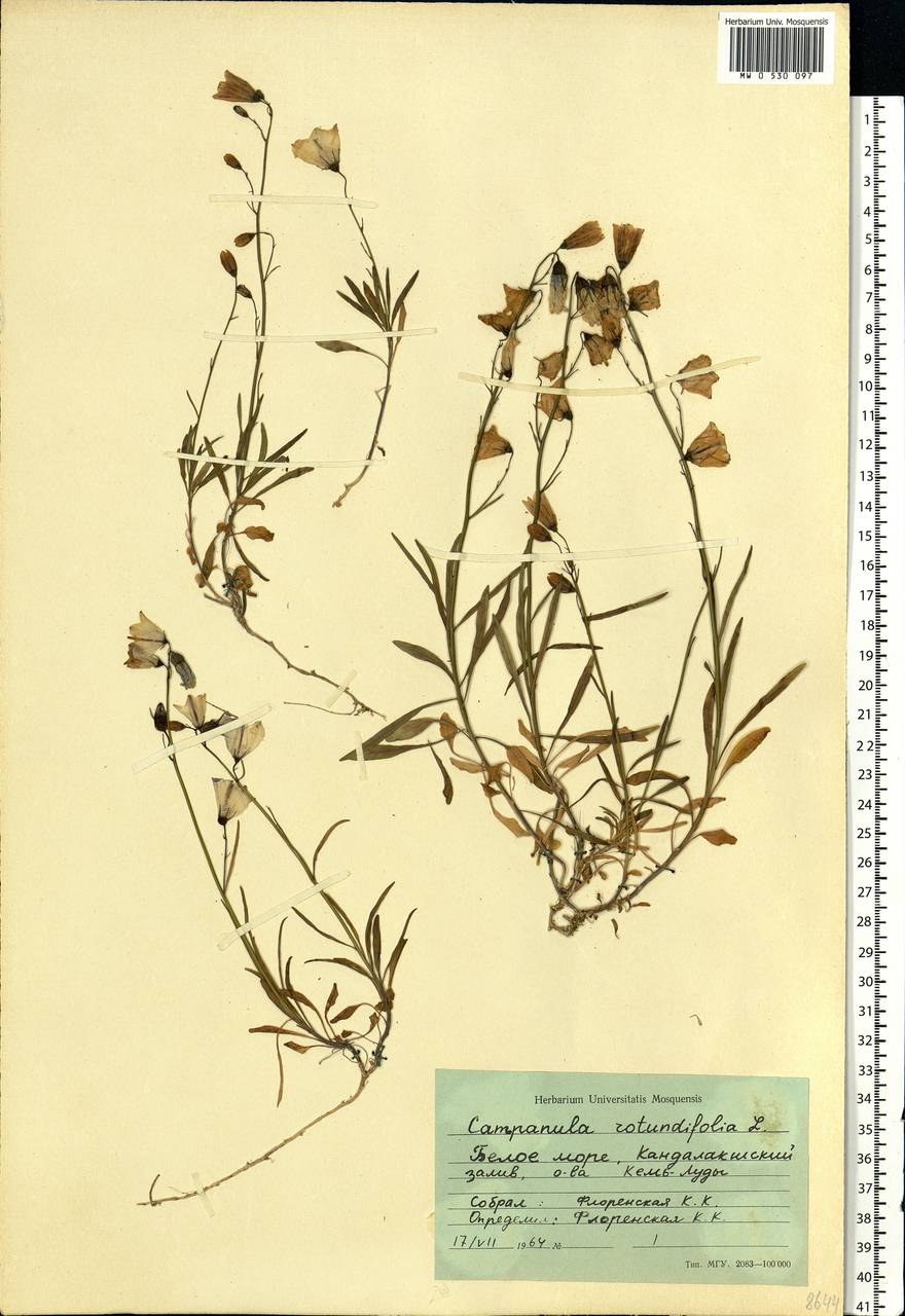 Campanula rotundifolia L., Eastern Europe, Northern region (E1) (Russia)