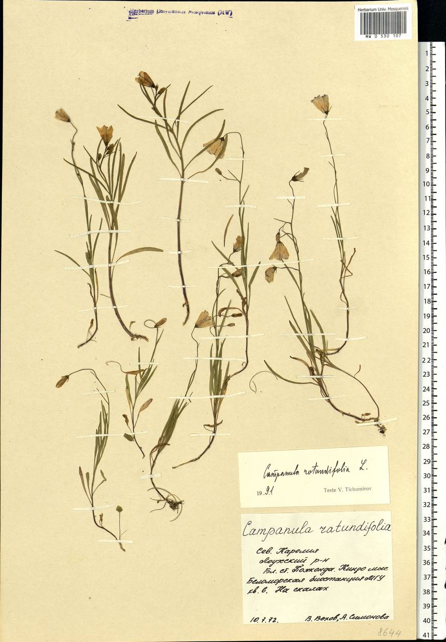 Campanula rotundifolia L., Eastern Europe, Northern region (E1) (Russia)