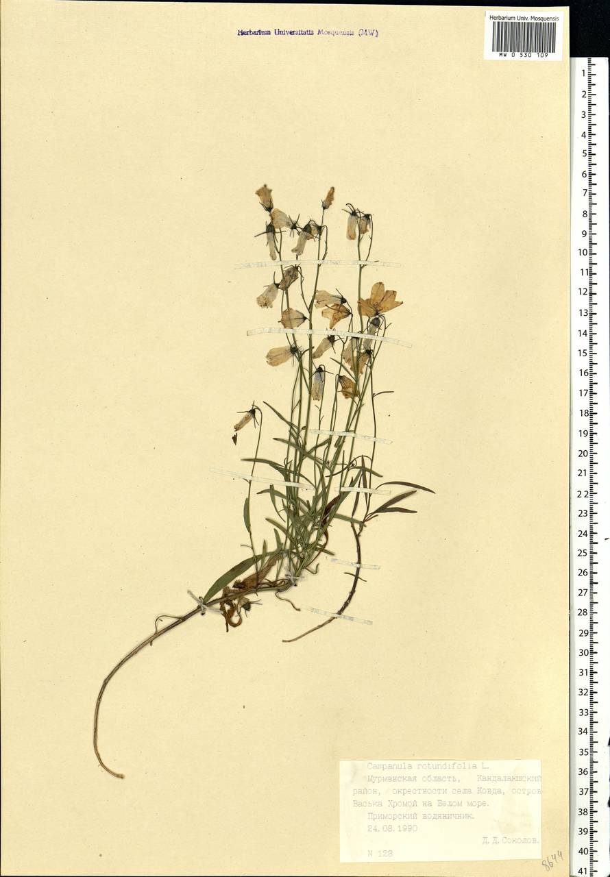 Campanula rotundifolia L., Eastern Europe, Northern region (E1) (Russia)