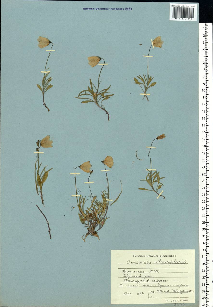 Campanula rotundifolia L., Eastern Europe, Northern region (E1) (Russia)