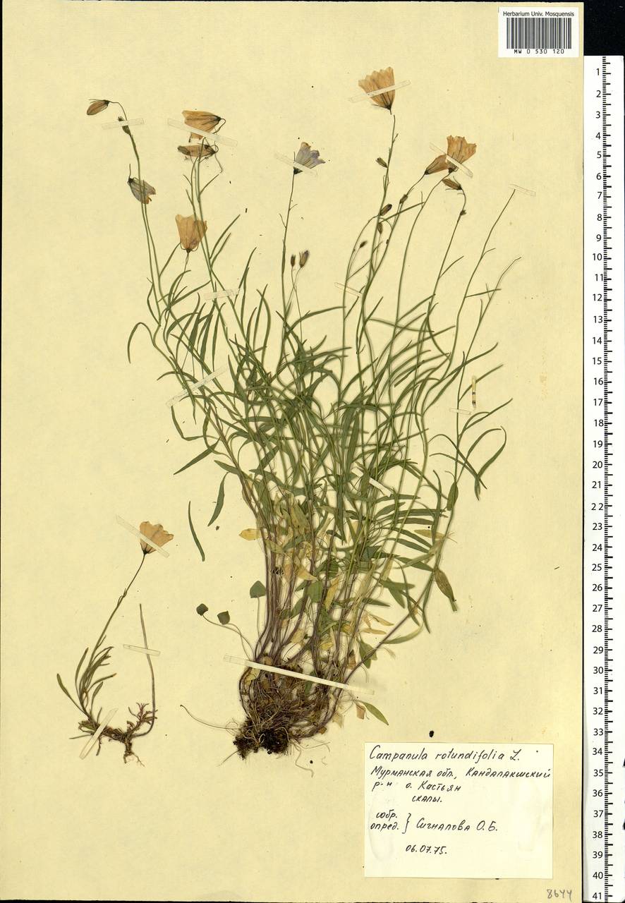 Campanula rotundifolia L., Eastern Europe, Northern region (E1) (Russia)