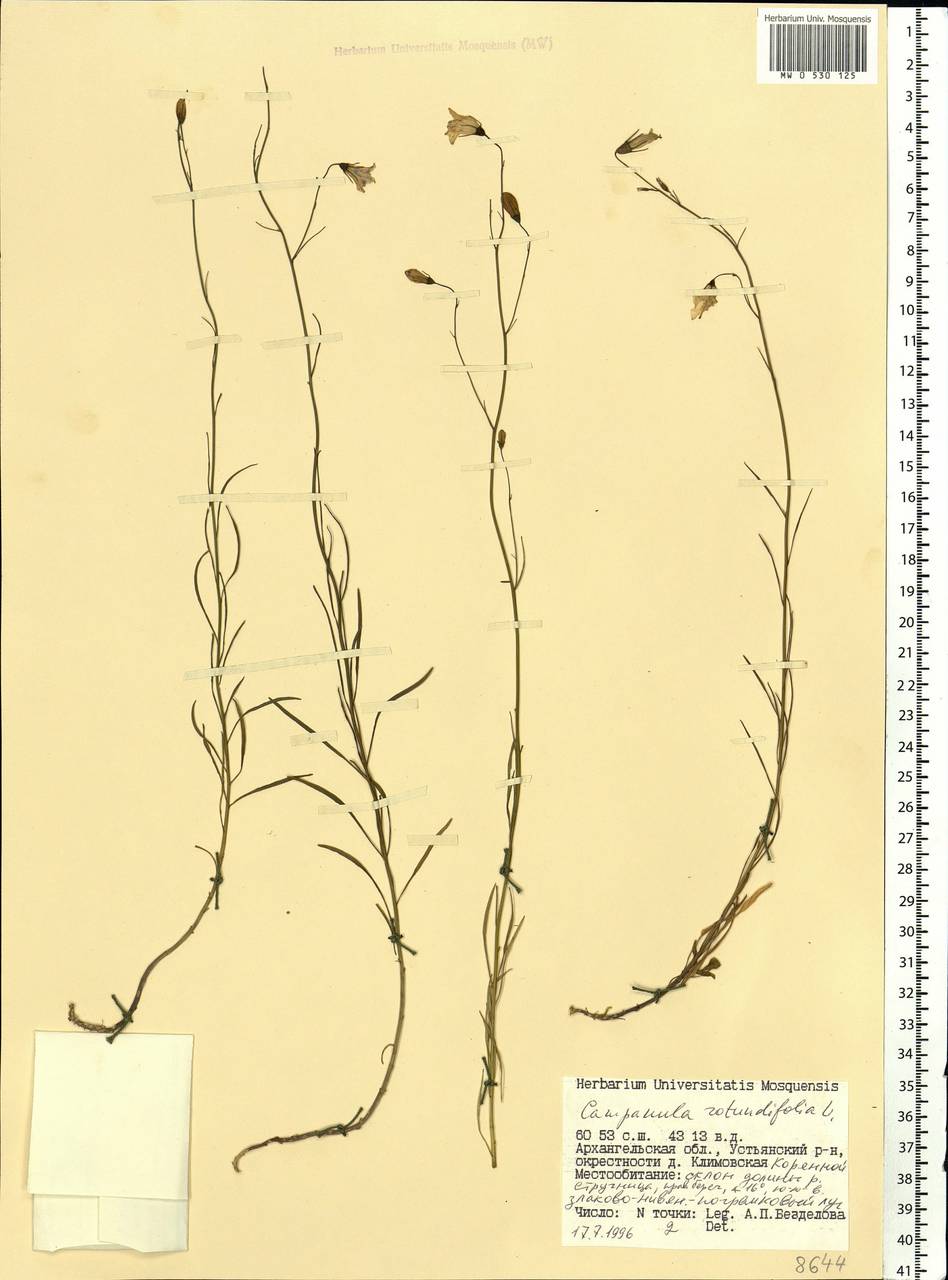 Campanula rotundifolia L., Eastern Europe, Northern region (E1) (Russia)