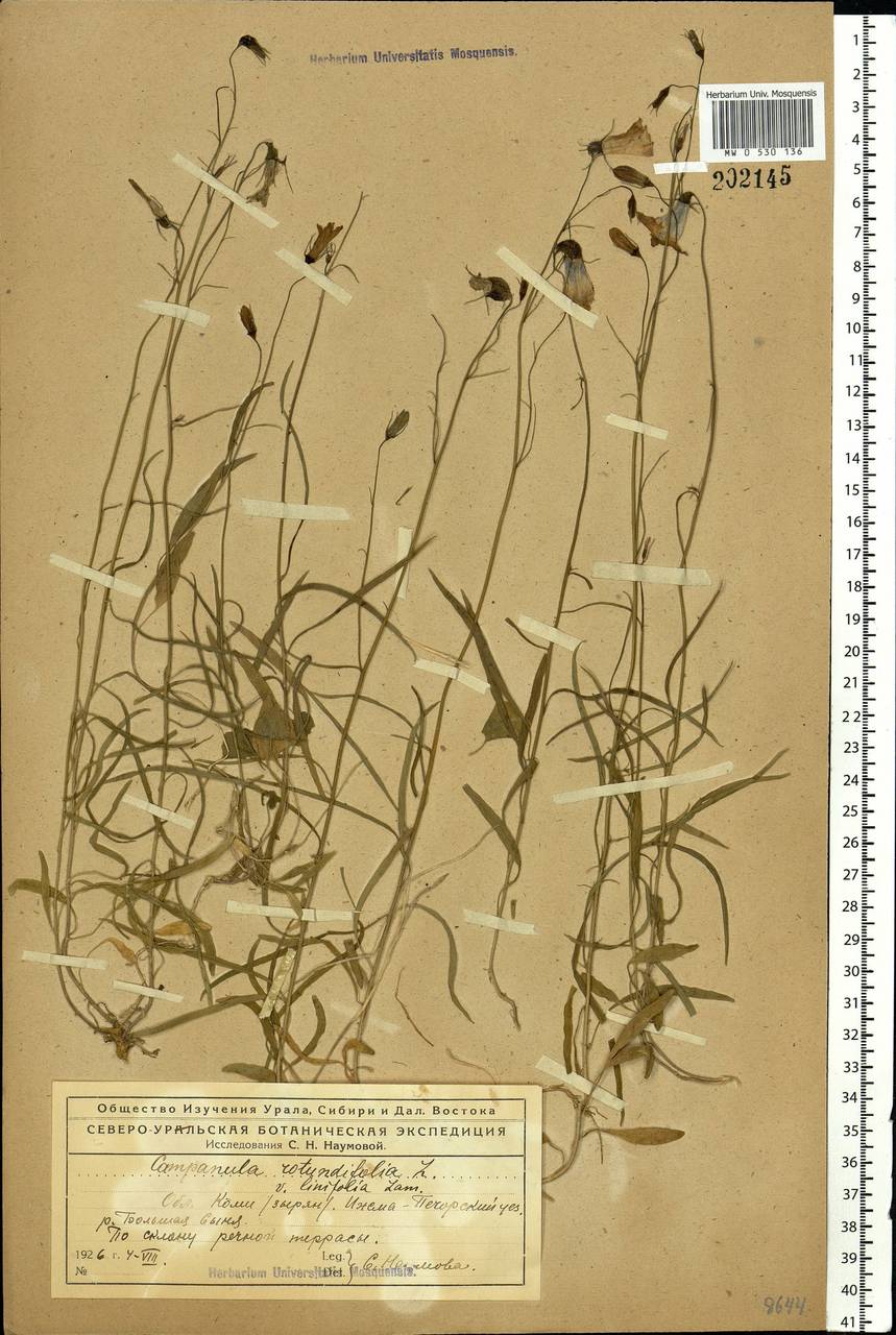 Campanula rotundifolia L., Eastern Europe, Northern region (E1) (Russia)
