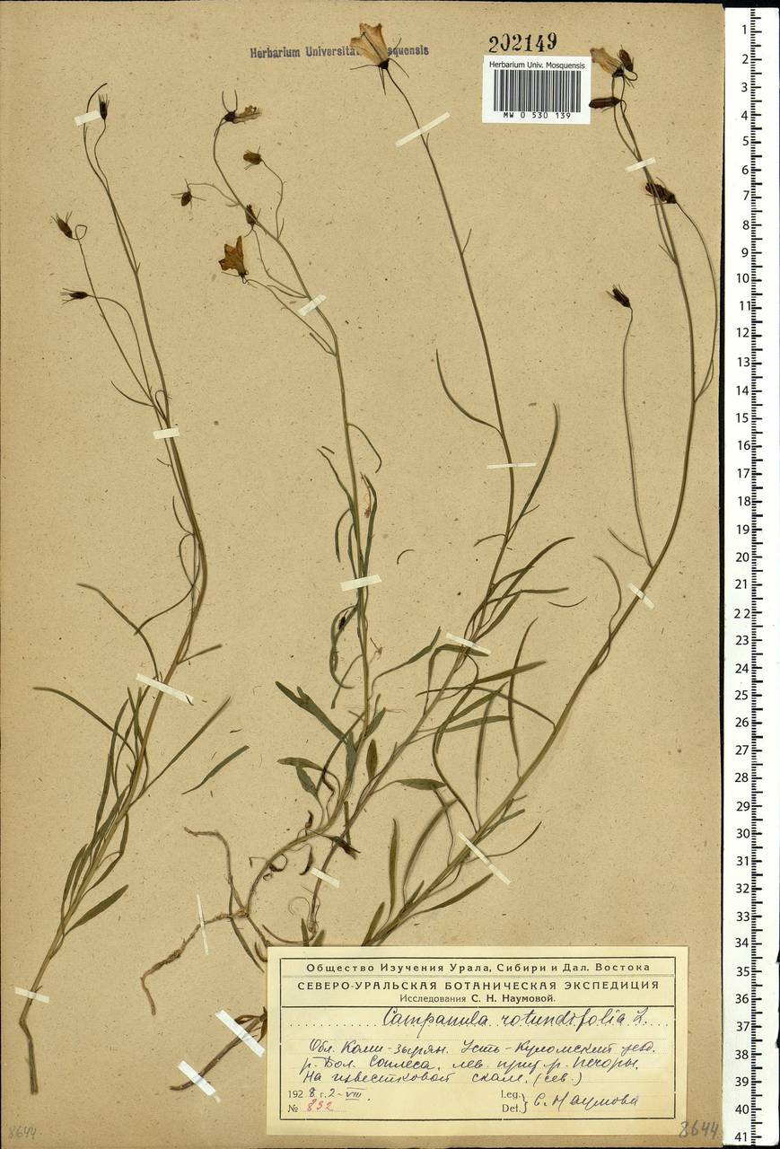 Campanula rotundifolia L., Eastern Europe, Northern region (E1) (Russia)